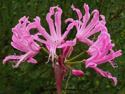 Raquelina – Nerine sp 2 Nerine bowdenii 2