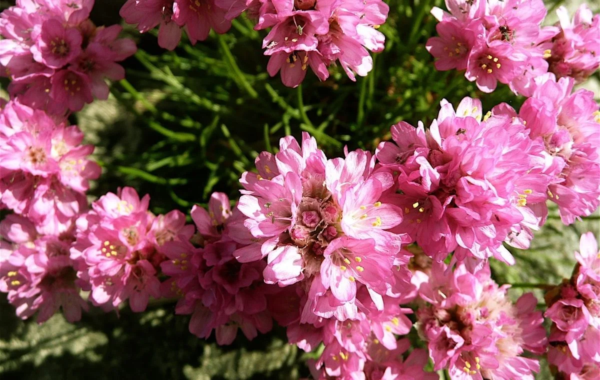 Cravo-do-mar - Armeria maritima 2 Armeria maritima