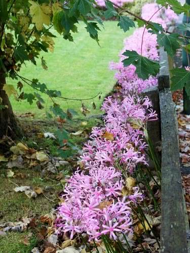 Raquelina – Nerine sp 1 canteiro de nerines 1