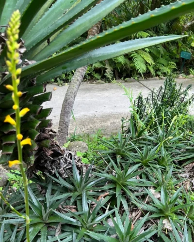 Sawblade – Dyckia brevifolia Dyckia brevifolia