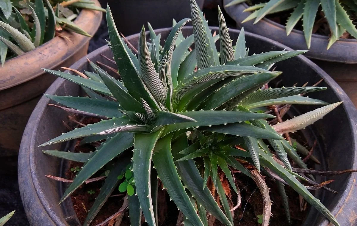 Sawblade – Dyckia brevifolia Dyckia brevifolia