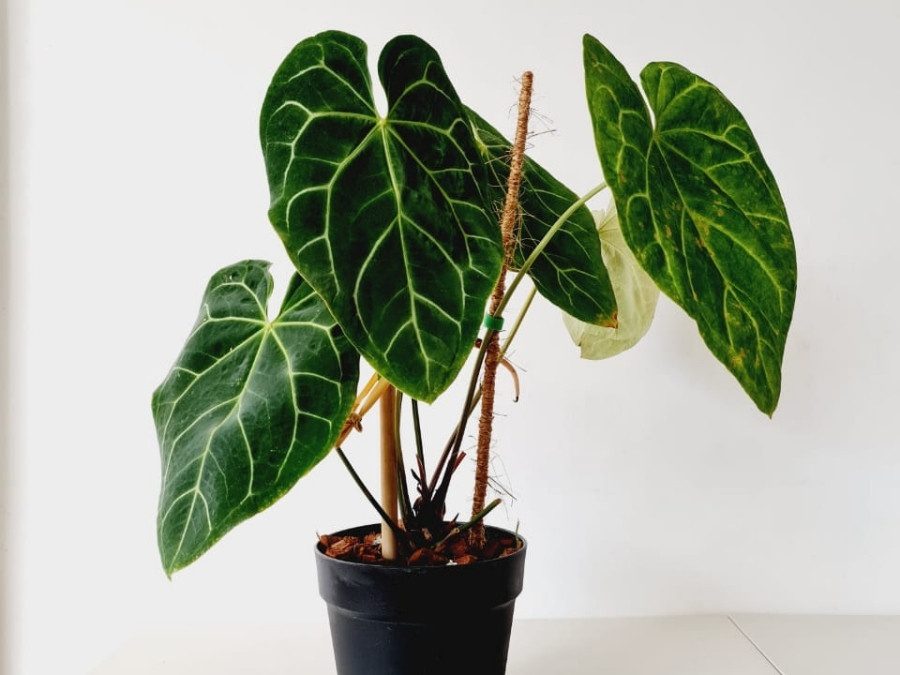 Como replantar antúrios para ter plantas saudáveis 2 Antúrio