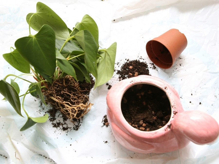 Como replantar antúrios para ter plantas saudáveis 3 como replantar antúrios