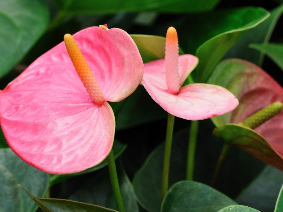 Como replantar antúrios para ter plantas saudáveis 1 Antúrio cor-de-rosa