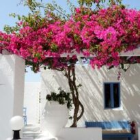 Início 9 Bouganvillea