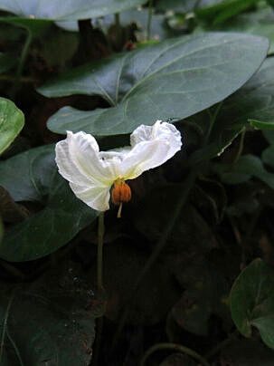 Lycianthes asarifolia