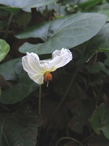 Lycianthes asarifolia