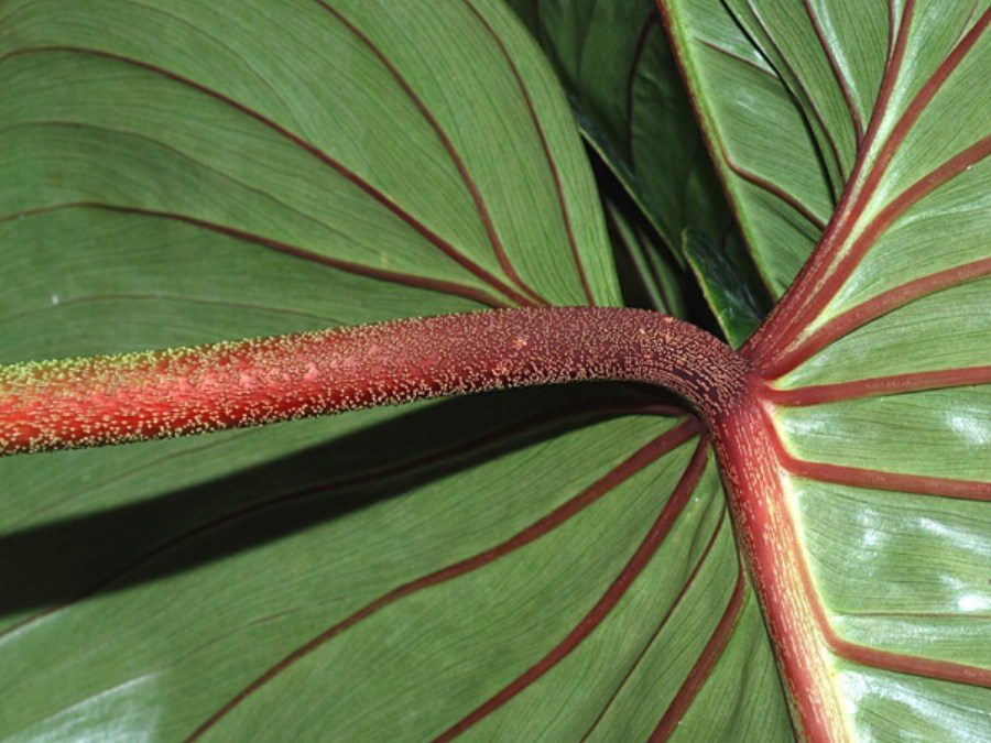 Filodendro-folha-de-prata - Philodendron sodiroi 1 filodendro sodiroi 900 px × 675