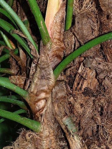 Filodendro-folha-de-prata - Philodendron sodiroi 2 filodendro sodiroi2