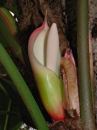 Filodendro-folha-de-prata - Philodendron sodiroi 3 filodendro sodiroi3