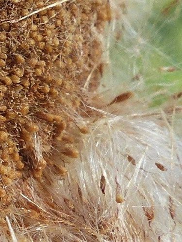 Sementes de Taboa - Typha dominguensis. Sementes de Taboa - Typha dominguensis.