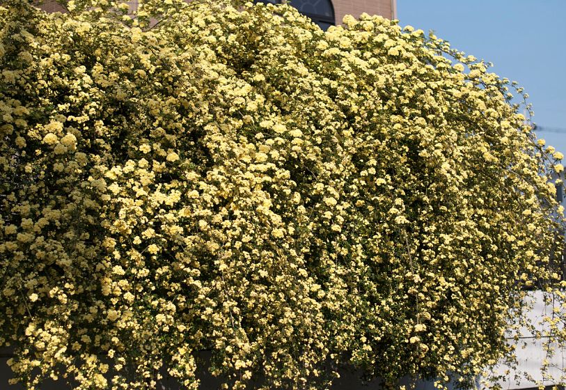 Rosa-banksiae - Rosa banksiae 2 Rosa banksiae