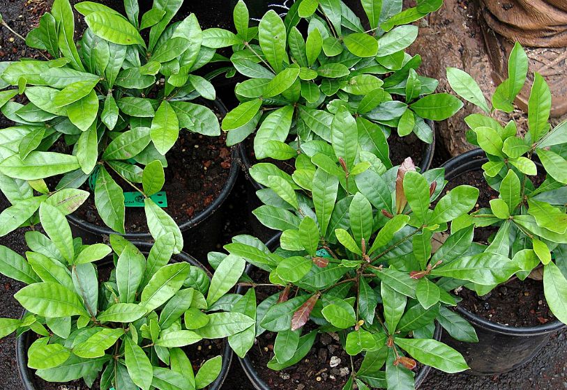 Fruta-do-milagre - Synsepalum dulcificum 2 Synsepalum dulcificum2