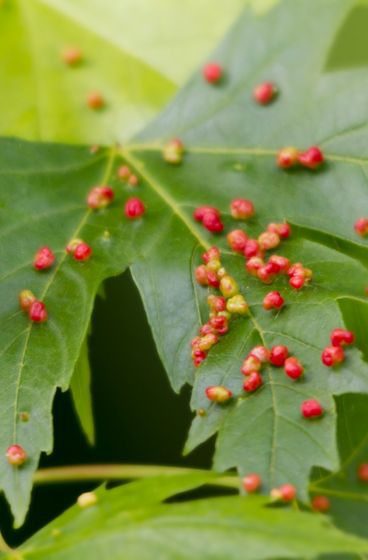 Ácaros 3 Os ácaros também podem ser responsáveis por induzir a formação de galhas nas plantas.