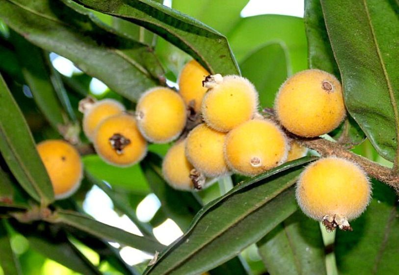 Cabeludinha - Myrciaria glazioviana - Jardineiro.net