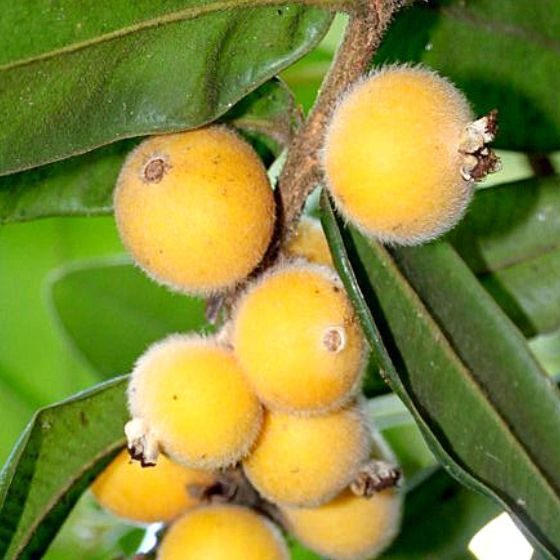 785〓希少Myrciaria glazioviana cabelluda XL Cabeludinha - Myrciaria glazioviana - Jardineiro.net