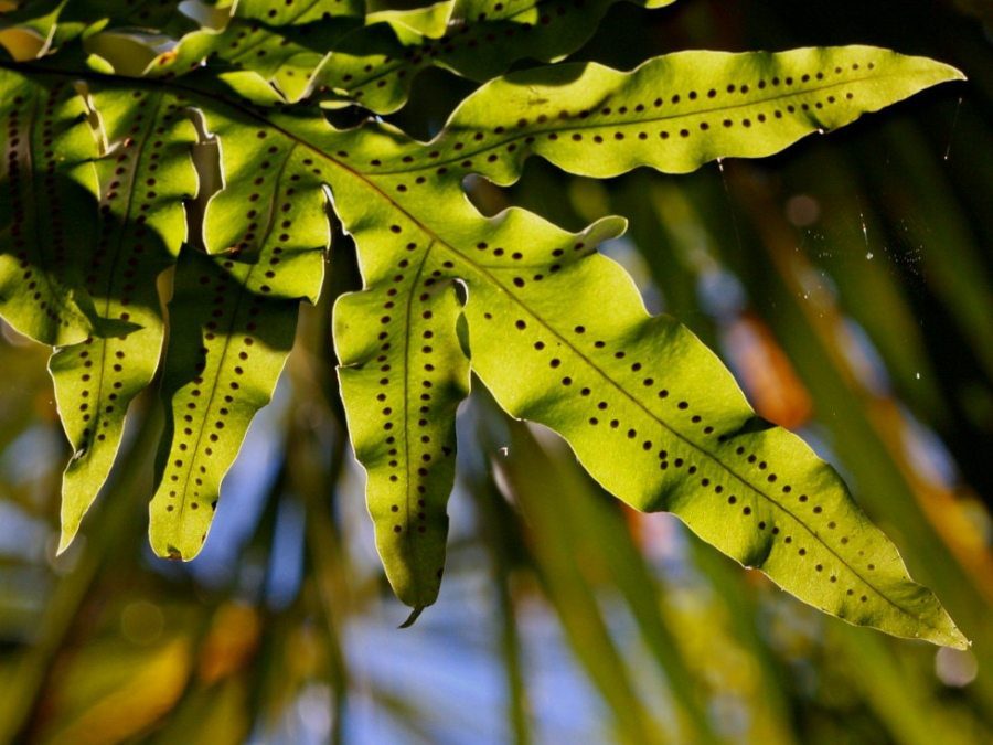 Samambaia-amazonas - Phlebodium decumanum 1 Disposição dos Soros na fronde da Samambaia-amazonas
