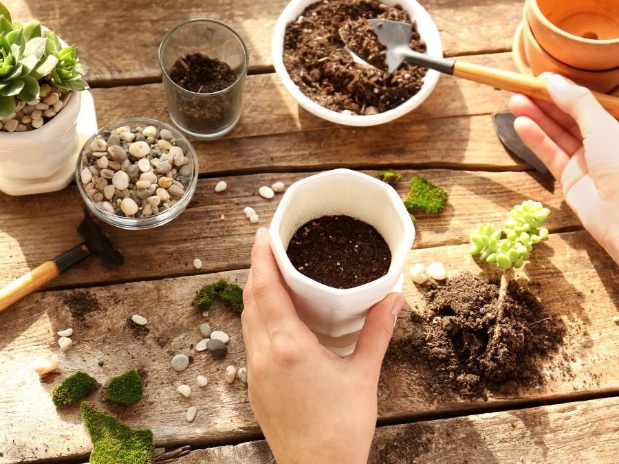 Descubra os segredos do substrato perfeito para suas suculentas! 3 Materiais que retém a umidade são importantes, principalmente para plantas novas e vasos pequenos.