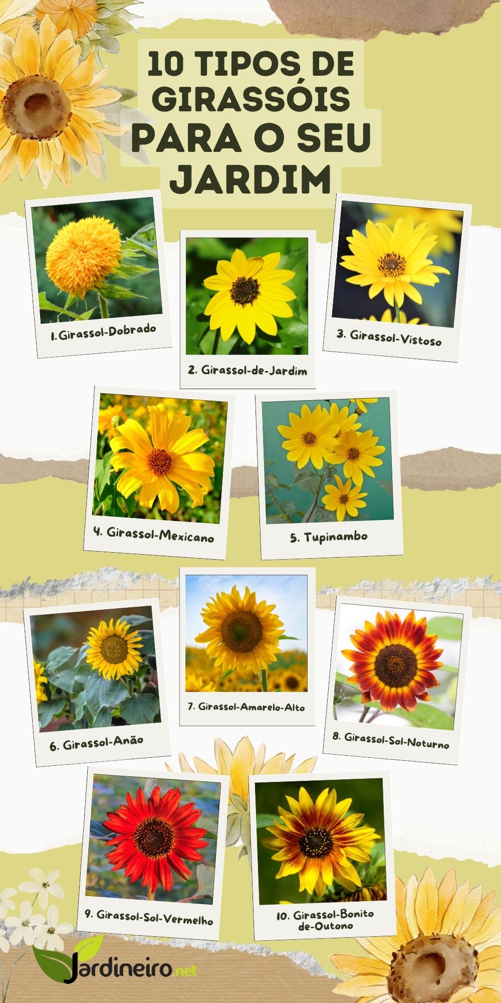 Conheça 10 Incríveis Tipos de Girassóis para o seu Jardim 12 Infográfico com 10 Tipos de Girassóis
