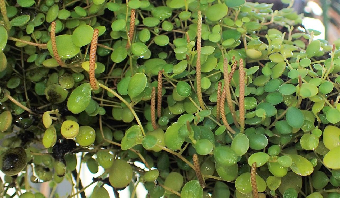 Colar-de-lentilhas - Peperomia rotundifolia 2 Colar-de-lentilhas - Peperomia rotundifolia