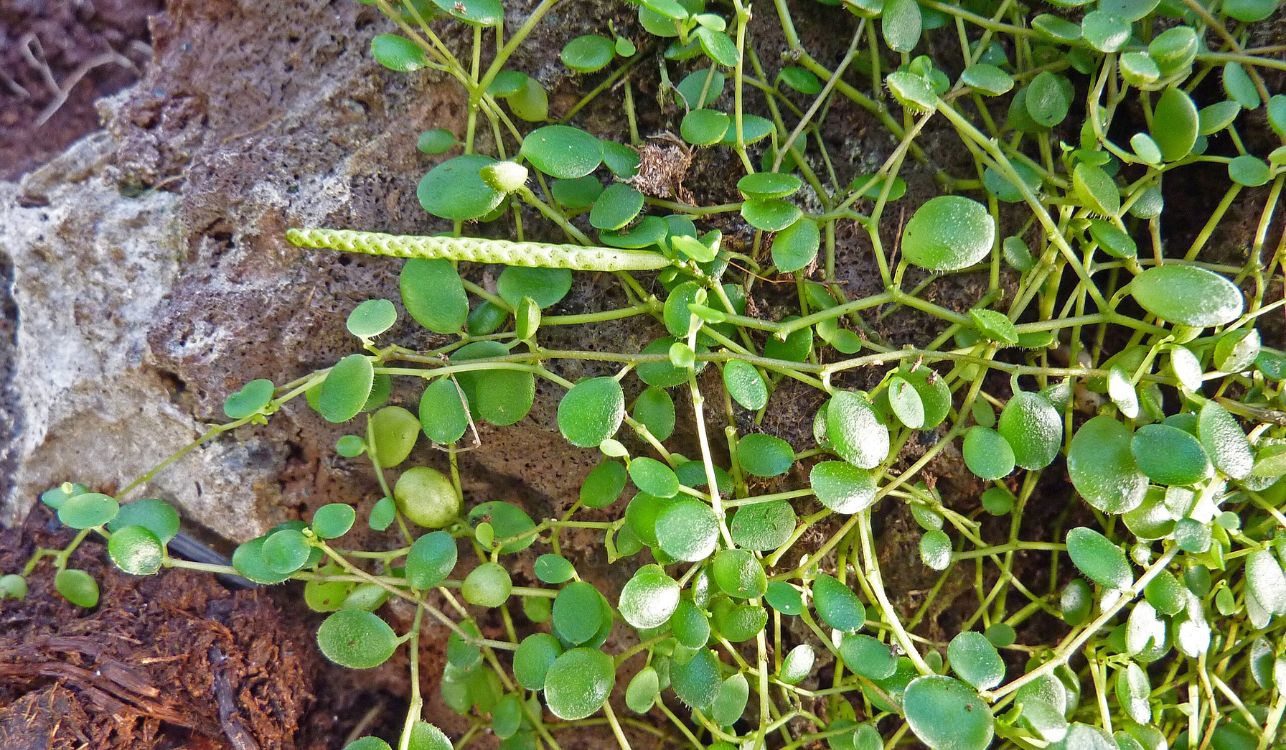 Colar-de-lentilhas - Peperomia rotundifolia 3 Colar-de-lentilhas - Peperomia rotundifolia