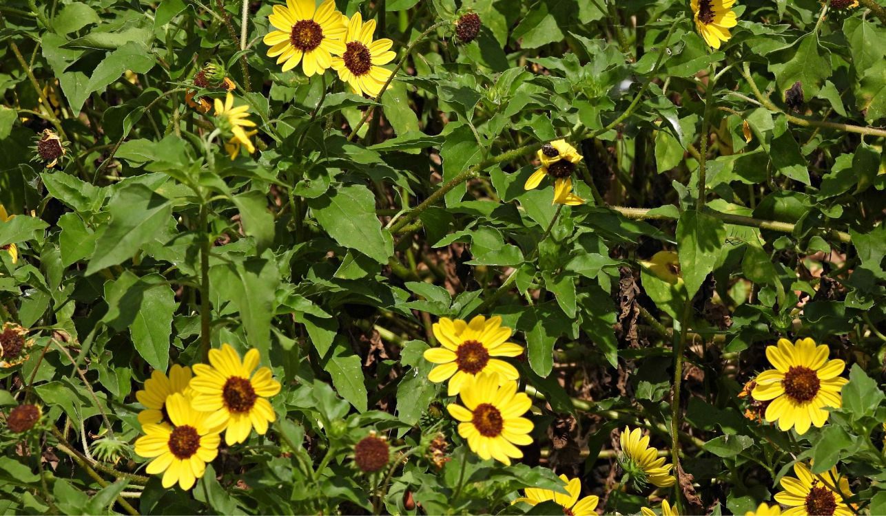 Girassol-da-praia - Helianthus debilis 2 Helianthus debilis - Girassol-da-praia