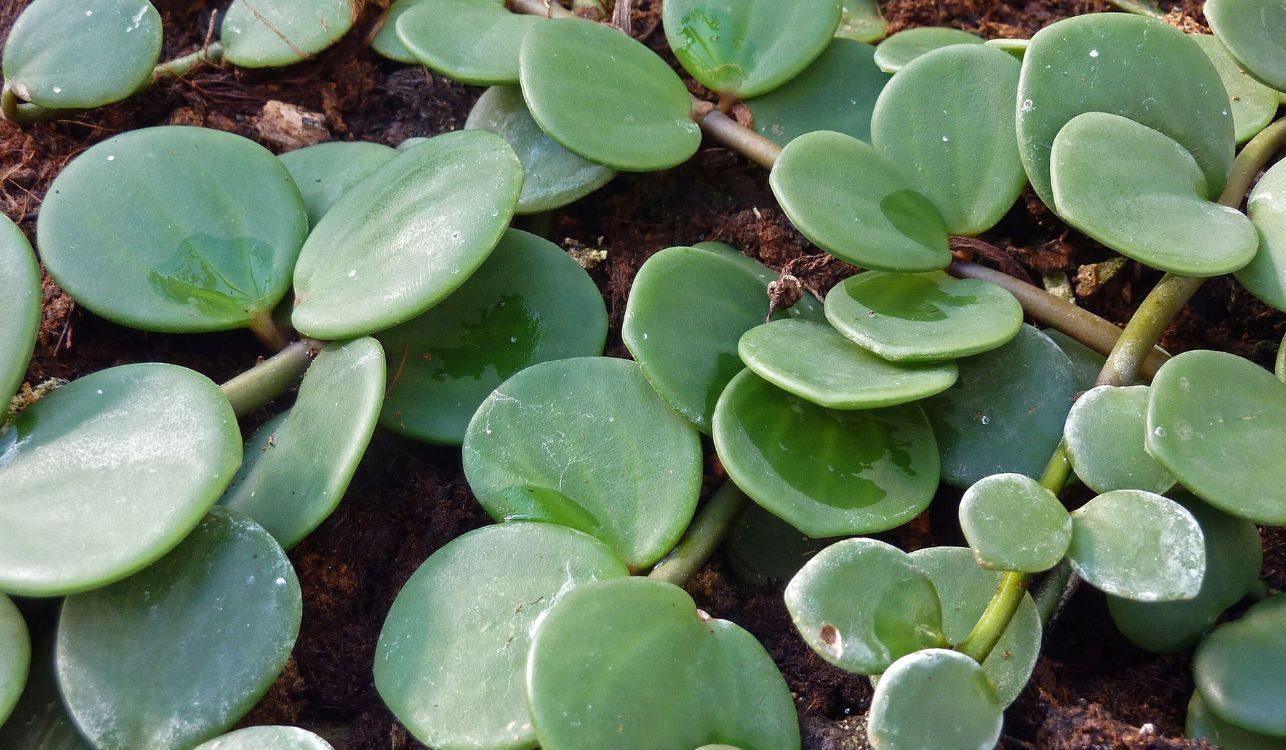 Colar-de-lentilhas - Peperomia rotundifolia 1 Colar-de-lentilhas - Peperomia rotundifolia