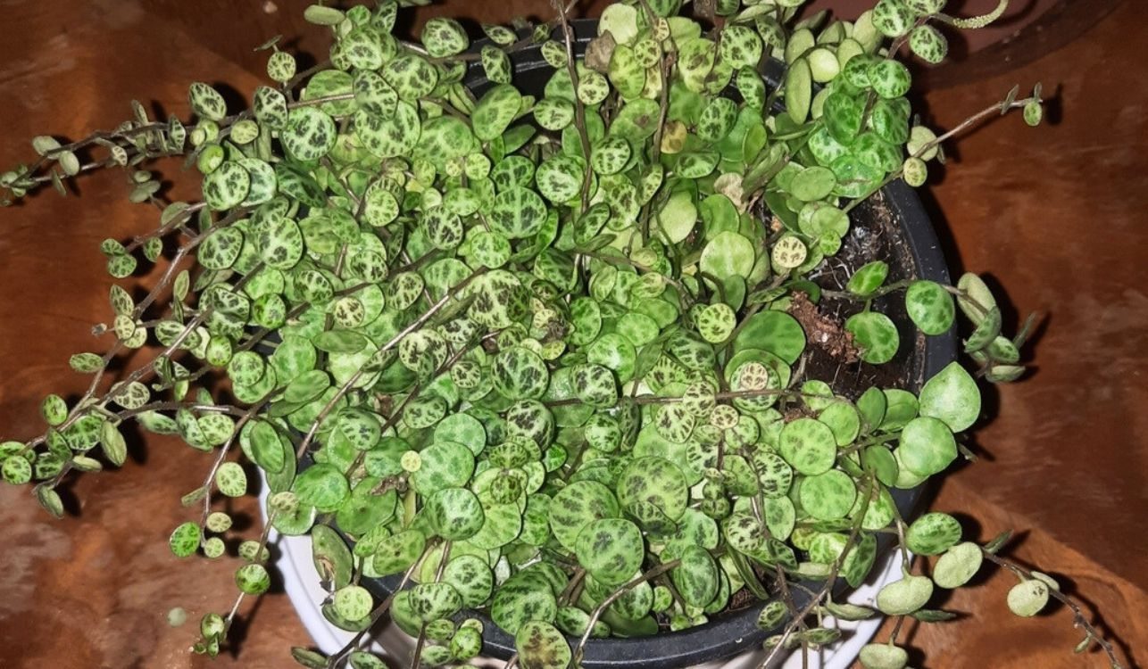 Colar-de-tartarugas - Peperomia prostrata 3 Colar-de-tartarugas - Peperomia prostrata