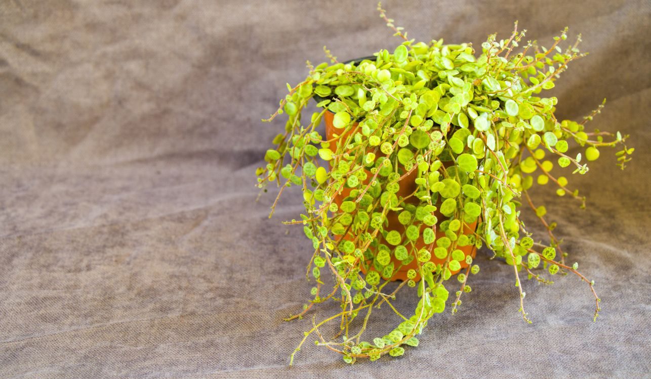 Colar-de-tartarugas - Peperomia prostrata 4 Colar-de-tartarugas - Peperomia prostrata