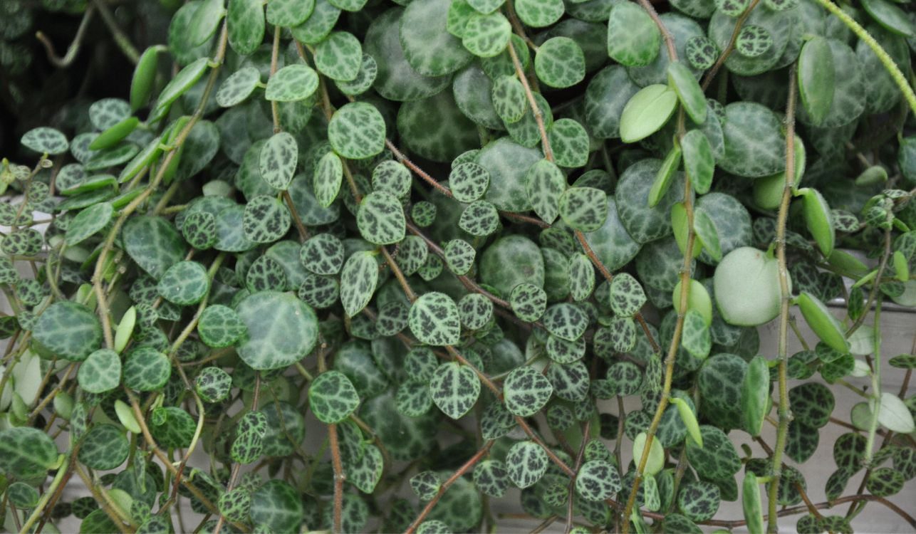 Colar-de-tartarugas - Peperomia prostrata 2 Colar-de-tartarugas - Peperomia prostrata