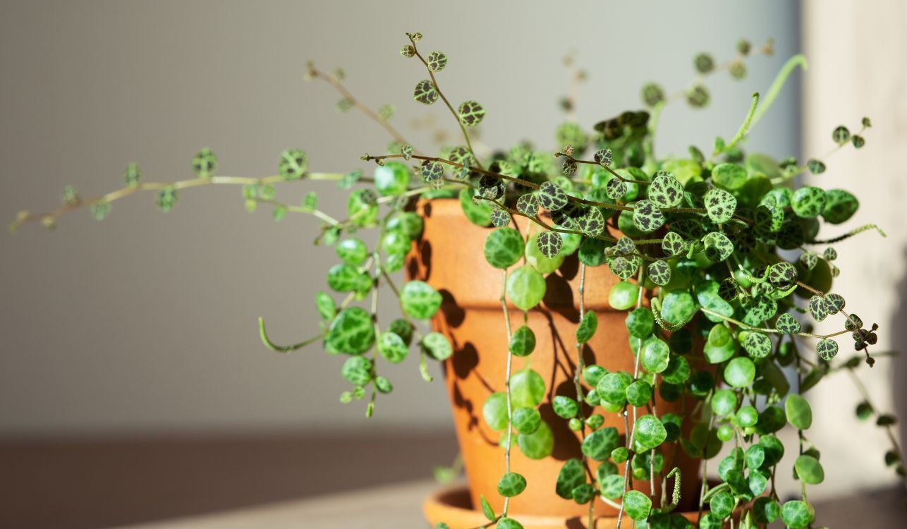 Colar-de-tartarugas - Peperomia prostrata 1 Colar-de-tartarugas - Peperomia prostrata