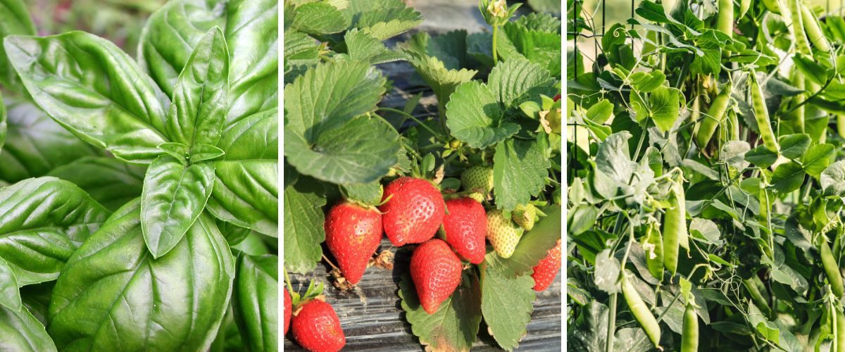 Jardinagem Vertical: Como ter um Jardim de Revista em Casa 34 Horta-vertical - Manjericão, morango e ervilha são ótimas opções