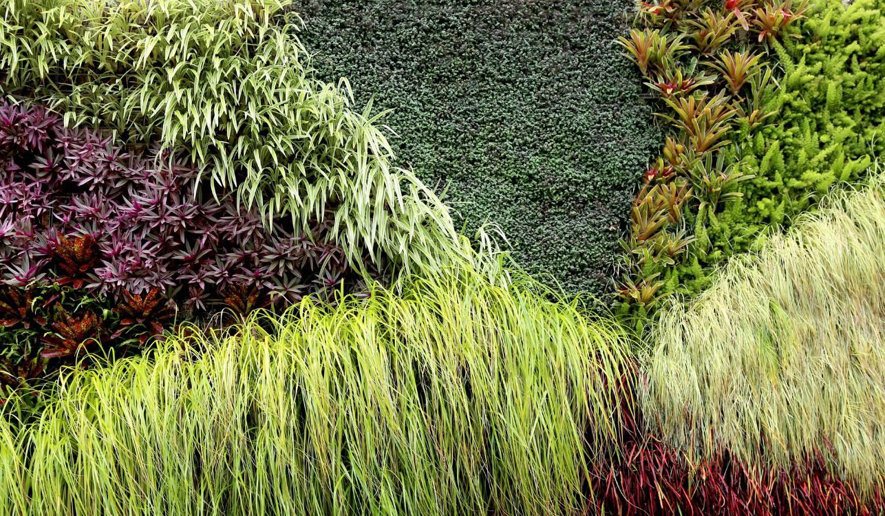 Jardinagem Vertical: Como ter um Jardim de Revista em Casa 22 Jardim Vertical Formal, mostrando as manchas bem definidas de plantas.