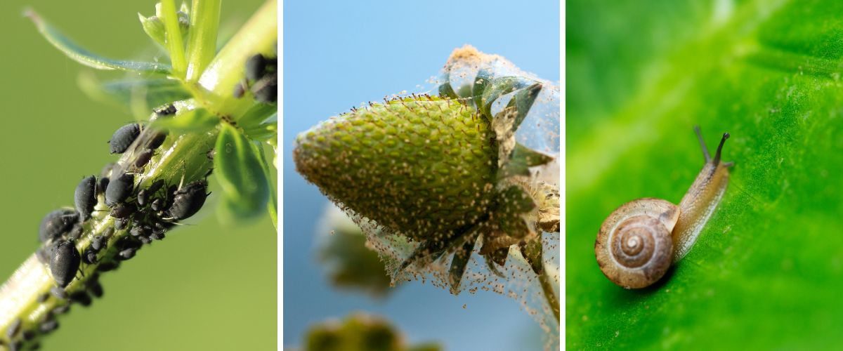Jardinagem Vertical: Como ter um Jardim de Revista em Casa 33 Pragas como pulgão preto, ácaros e caracóis podem acabar infestando o jardim vertical.