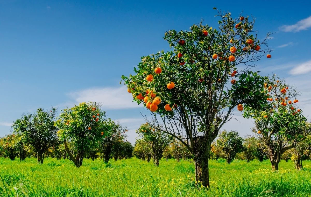 Como Revigorar sua Laranjeira em 7 Passos Simples 22 Pomar velho de laranjeiras
