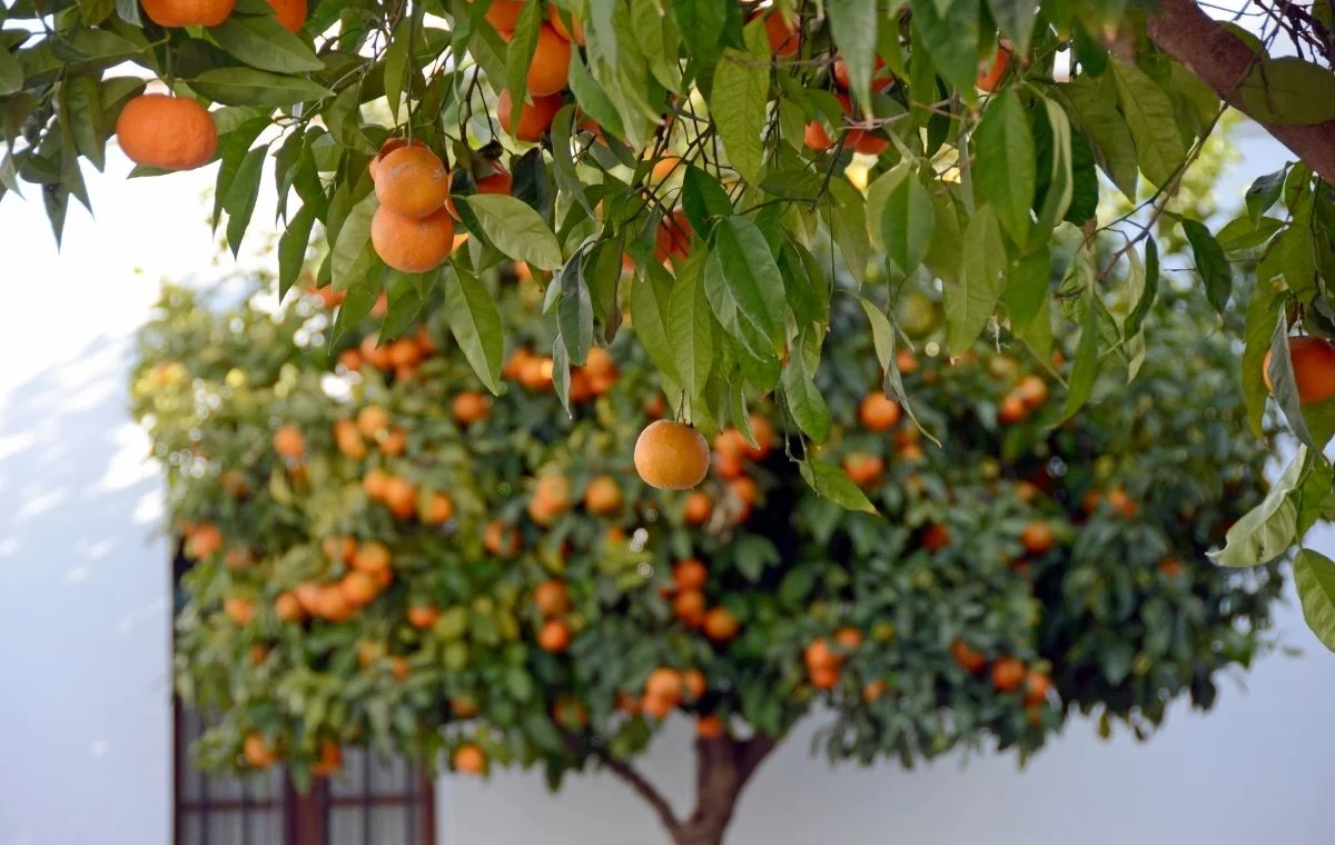 Como Revigorar sua Laranjeira em 7 Passos Simples 21 Laranjeira saudável