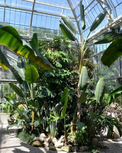 Jardim de Inverno: Conceito e História 12 Plantas tropicais como helicônias e bananeiras não se adaptam ao inverno europeu e precisam de proteção. Jardim Botânico Jevremovac, de Belgrado.