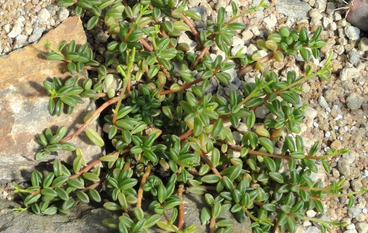 Peperômia-neve - Peperomia nivalis 5 Peperomia nivalis
