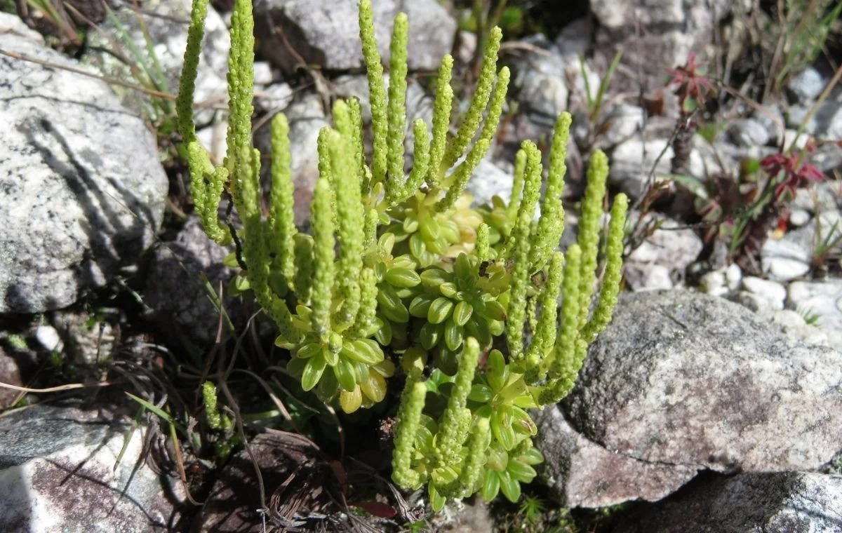 Peperômia-neve - Peperomia nivalis 2 Peperomia nivalis compacta