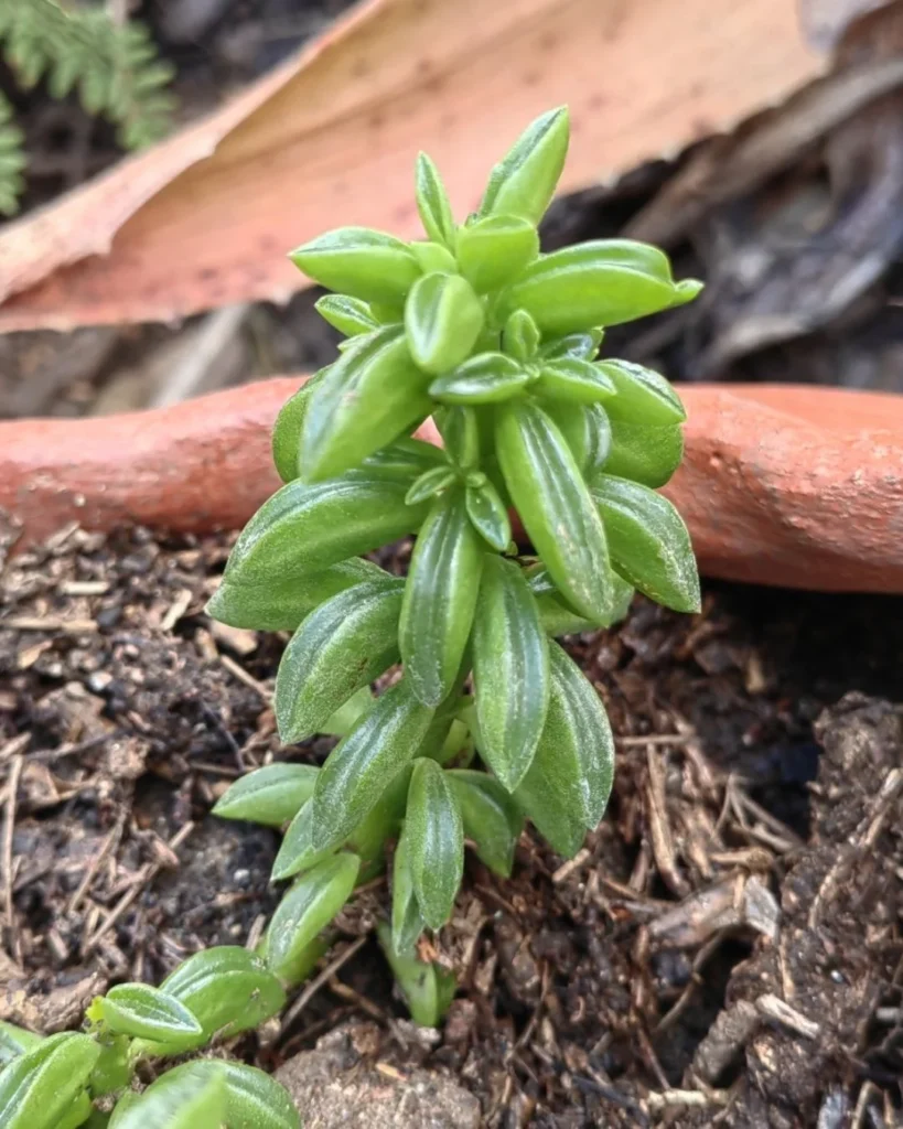 Peperomia nivalis leaves