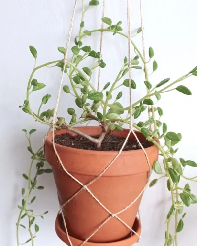 Peperômia-neve - Peperomia nivalis 1 Peperomia nivalis lepadiphylla