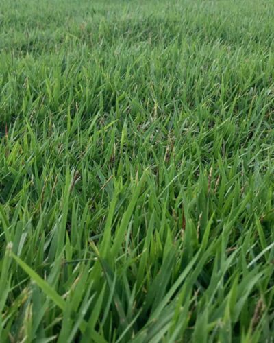 Grama-zeon - Zoysia matrella 1 Folhas finas, macias e de cor verde médio da Zeon Zoysia.