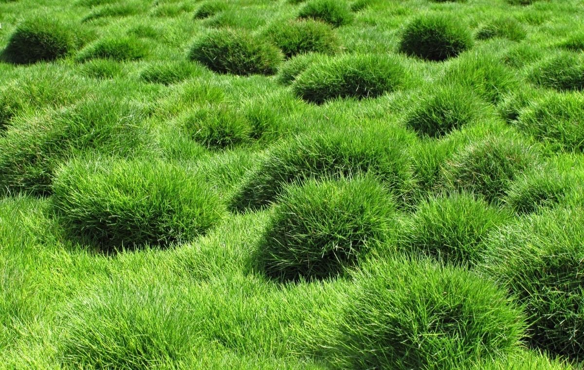 Como Escolher o Tipo de Grama Certo para o Jardim 4 Grama-coreana