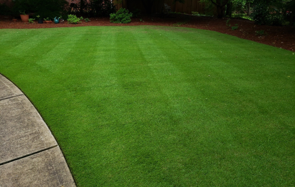 Zeon Zoysia