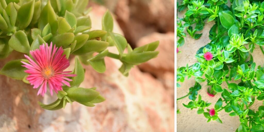 60 Suculentas Pendentes Perfeitas para Jardins Verticais - Jardineiro.net