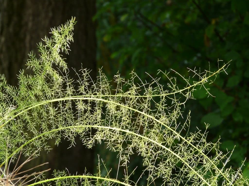 Plantas para jardins verticais: como fazer a escolha certa? 5 aspargo alfinete