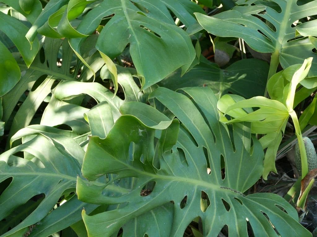 Plantas para jardins verticais: como fazer a escolha certa? 6 costela de adao
