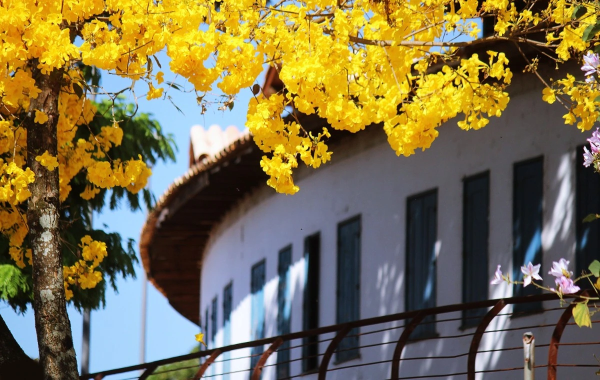 26 Soluções Sustentáveis para o Paisagismo 2 Ipê-amarelo - Uma espécie arbórea nativa do Brasil
