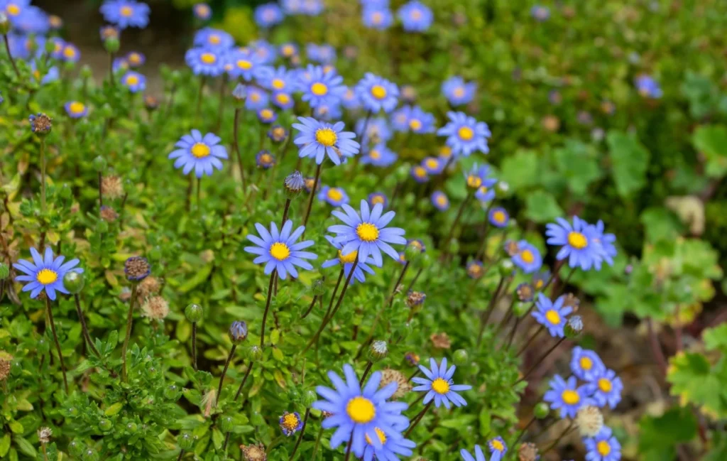 Felicia amelloides