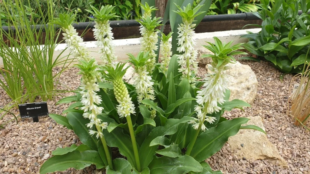 Eucomis autumnalis - Lírio-abacaxi